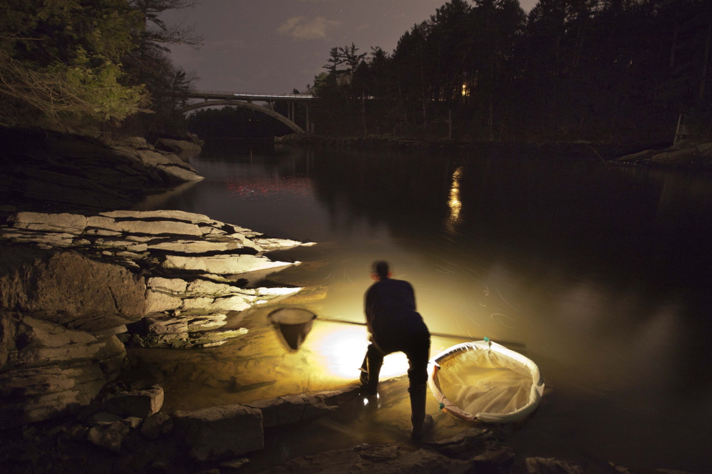 A fisherman uses a lantern while dip netting fort elvers on a river in southern Maine. The catch is down 40 percent this year.