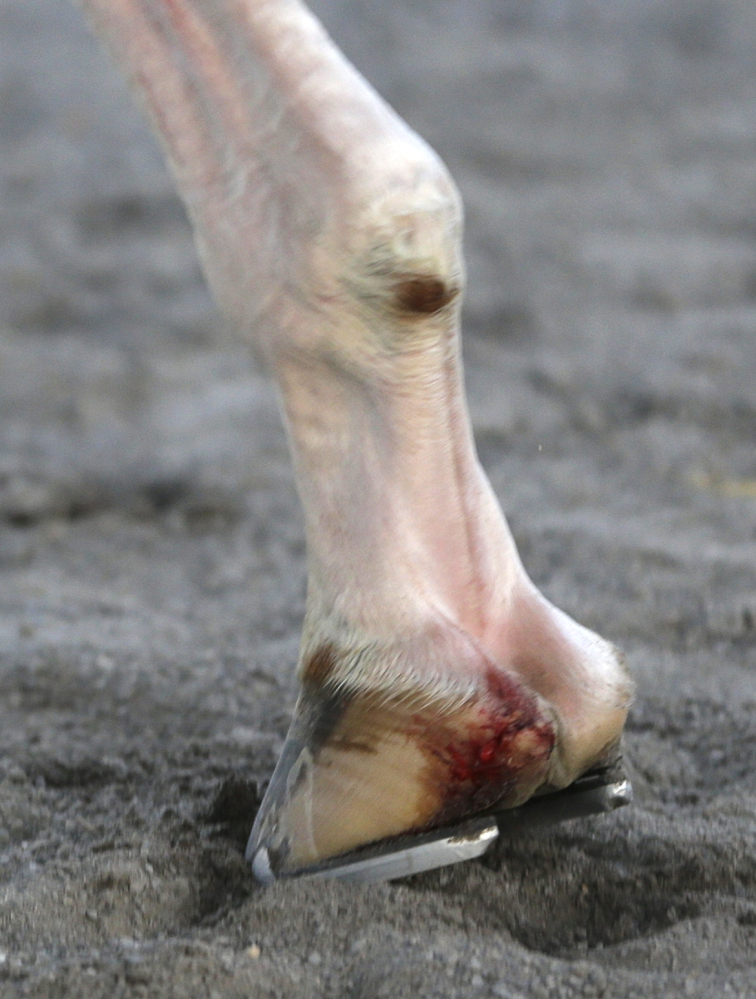 The Associated Press Blood is visible on the right, front, hoof of California Chrome after he finished fourth in the Belmont Stakes horse race on Saturday.