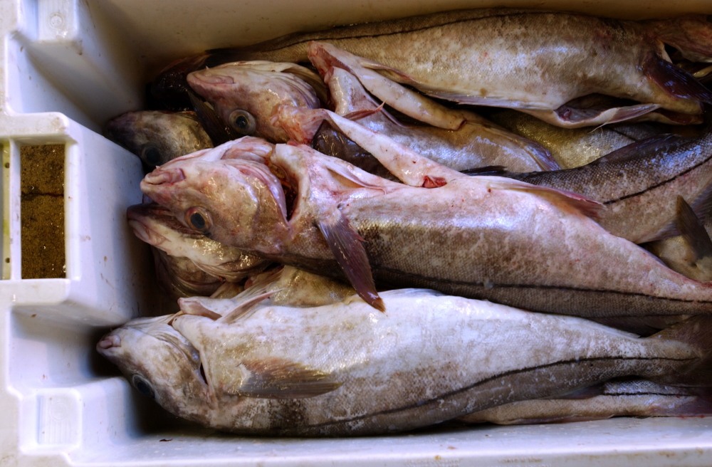 The New England Fishery Management Council is asking that fishermen be allowed to catch more haddock in 2014.