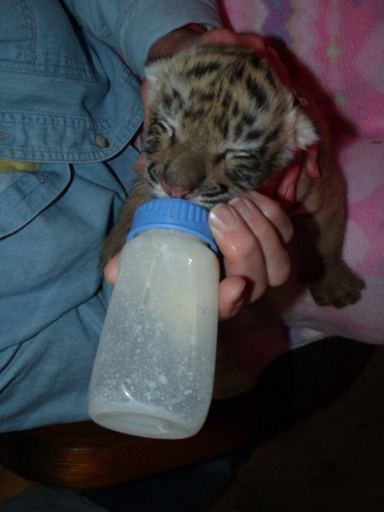 Baby Tiger: A tiger cub is fed a special protein formula at DEW in Mount Vernon. The public is welcome to come and feed the cubs, but should email ahead.