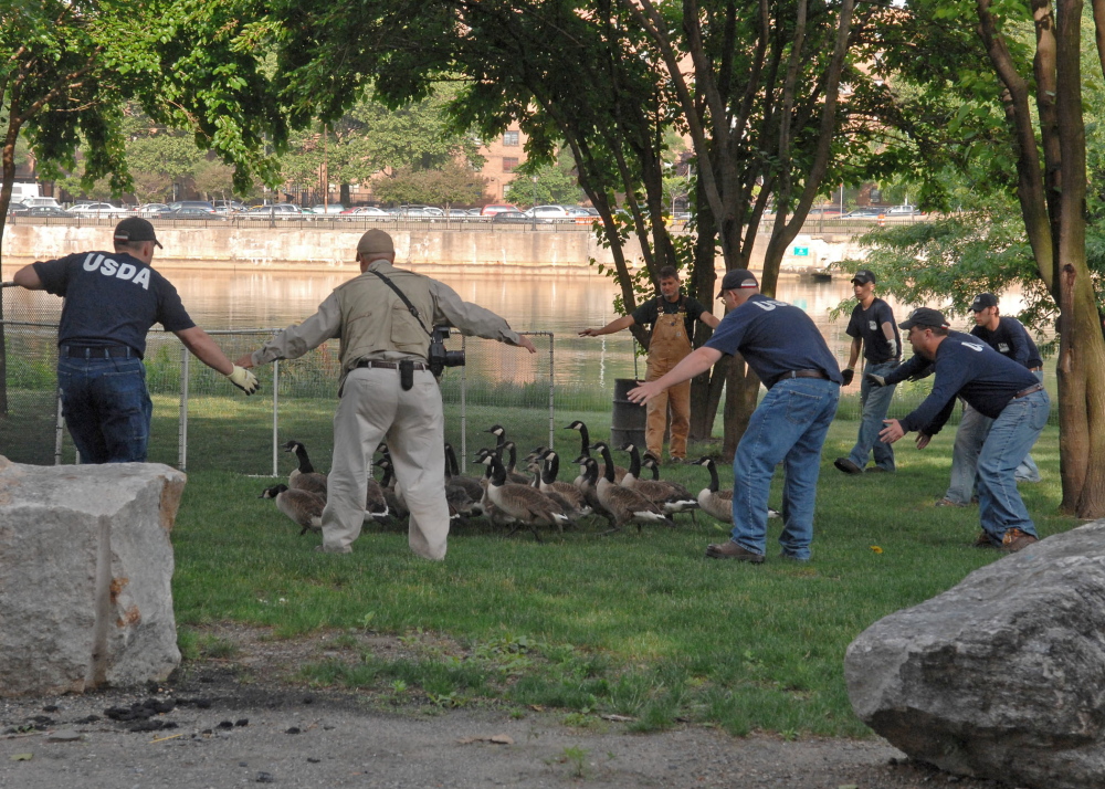 Federal workers round up Canada geese for removal from a public recreational area in this file photo showing a separate geese roundup.