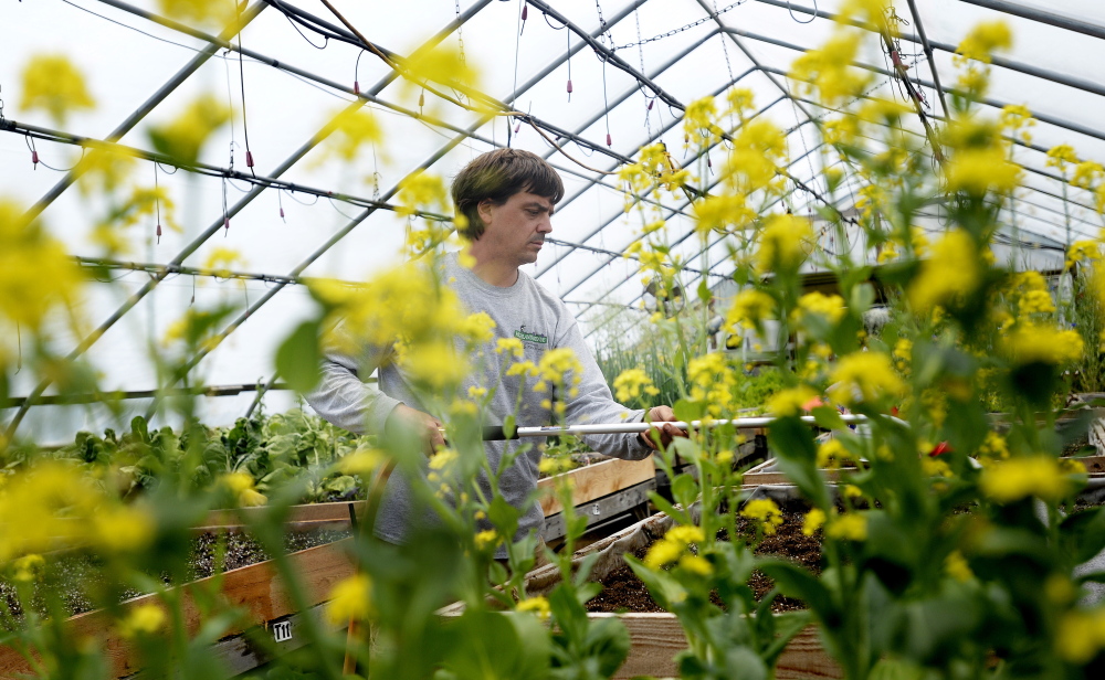 Chad Churchill, nursery manager at Highland Avenue Greenhouse & Farm Market in Scarborough can be seen through pac choi as he waters sugar snap peas in the greenhouse Tuesday.