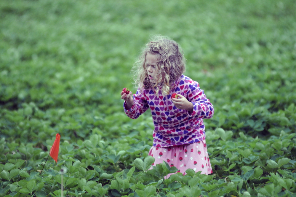 Ayla Neighbors, 5, of Andover inspects strawberries that she picked Thursday at Stevenson’s Strawberries in Wayne. Farmer Ford Stevenson said the fields opened Thursday and “we’re rocking and rolling.”