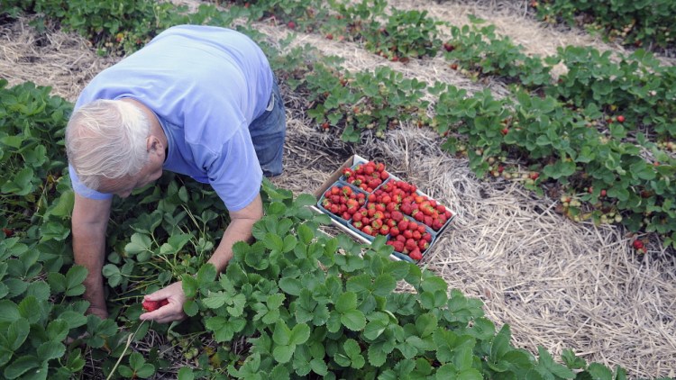 Paul Castonguay picks strawberries Thursday at Stevenson’s Strawberries in Wayne. Farmer Ford Stevenson said the fields opened Thursday and “we’re rocking and rolling.”