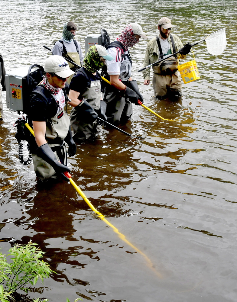Participants in the Maine Trout Unlimited Trout Camp try electro- shocking fish to study in the Kennebec River in Solon on Thursday. At right University of Maine Professor Steve Coghlan monitors as Johnny Miller, left, and Silas Phillips wave charged wands under water. Coghlan said the shocking subdues the fish and is not fatal.
