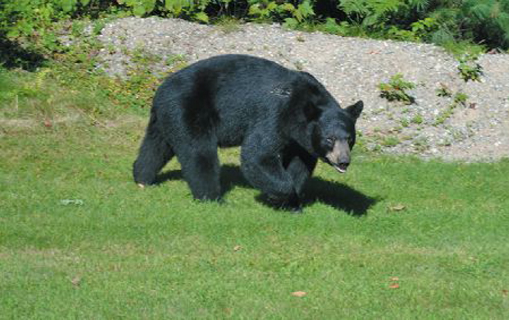 Maine voters will be asked in November whether they want certain restrictions on bear hunting.