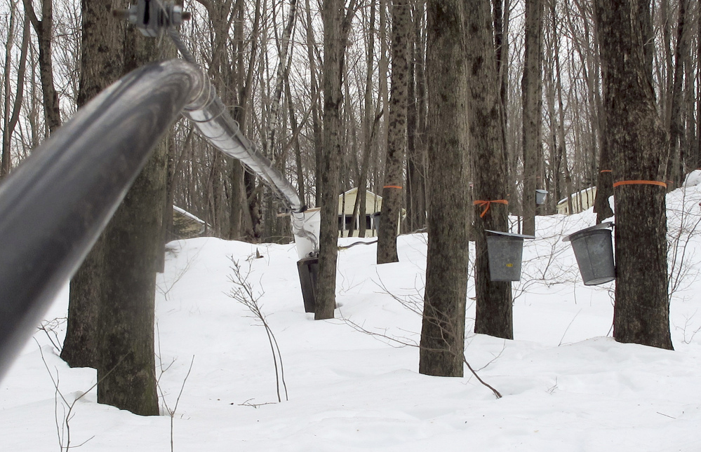 A line used to transport sap runs among sugar maple trees affixed with sap collection buckets in Hebron, Conn. Production was down in the Northeast this year.