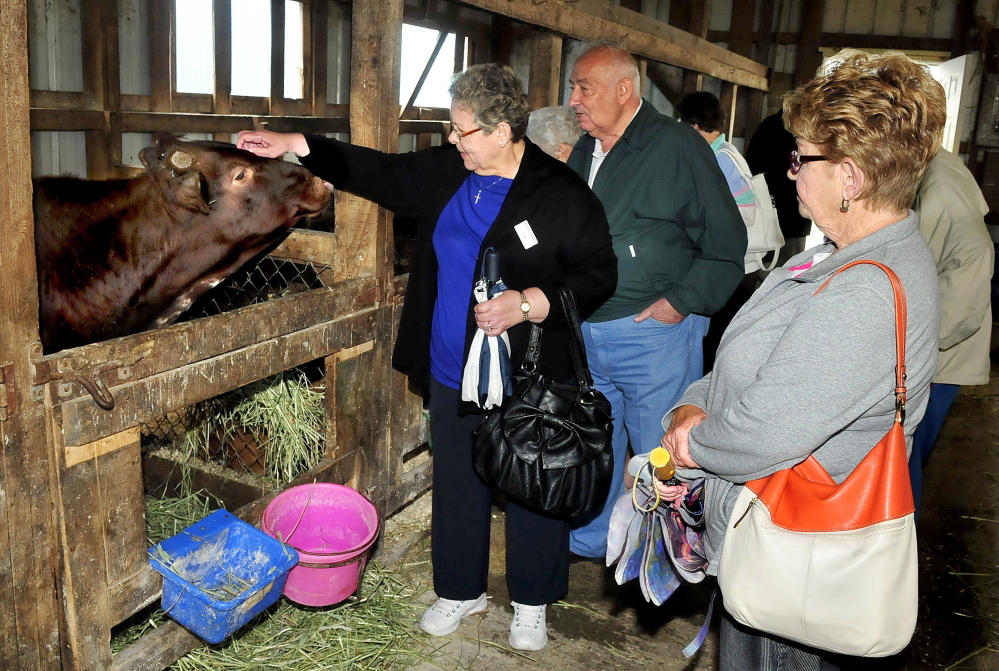 A busload of visitors stopped to learn about dairy farming at the Sandy River Farm in Farmington during a tour of New England sites on Wednesday. At left Elaine Miles pets a young cow as Bob Ruby and Susan Wierman watch.