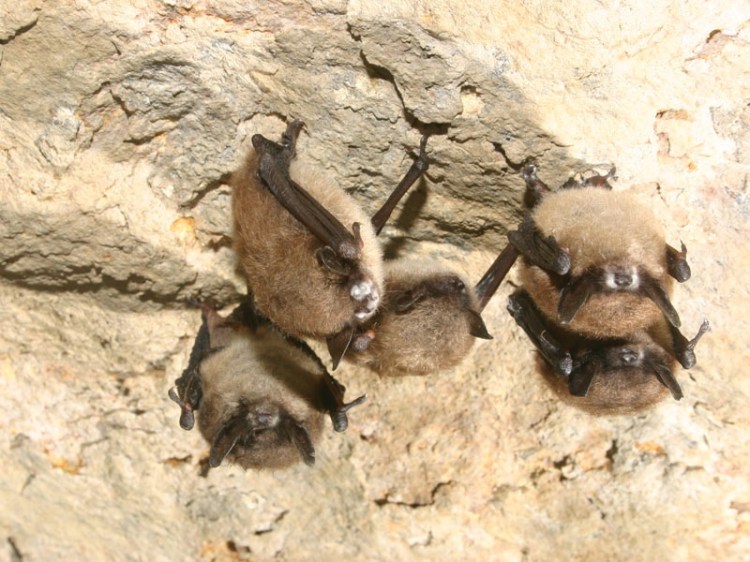Little brown bats hibernate in a New York hibernation cave. Most of the bats exhibit fungal growth on their muzzles.