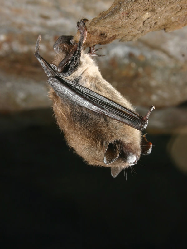 A little brown bat shows fungal growth that is a sign of white nose syndrome, a deadly disease that is wiping out the bat population in Maine.