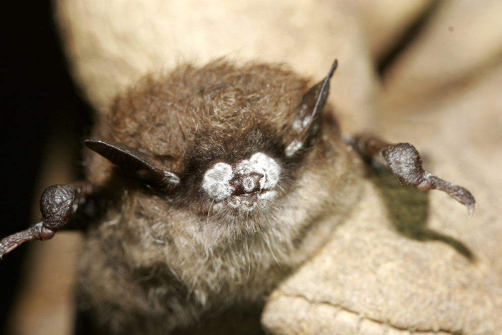 rcngrants.org 
 Bat infested with white nose syndrome.