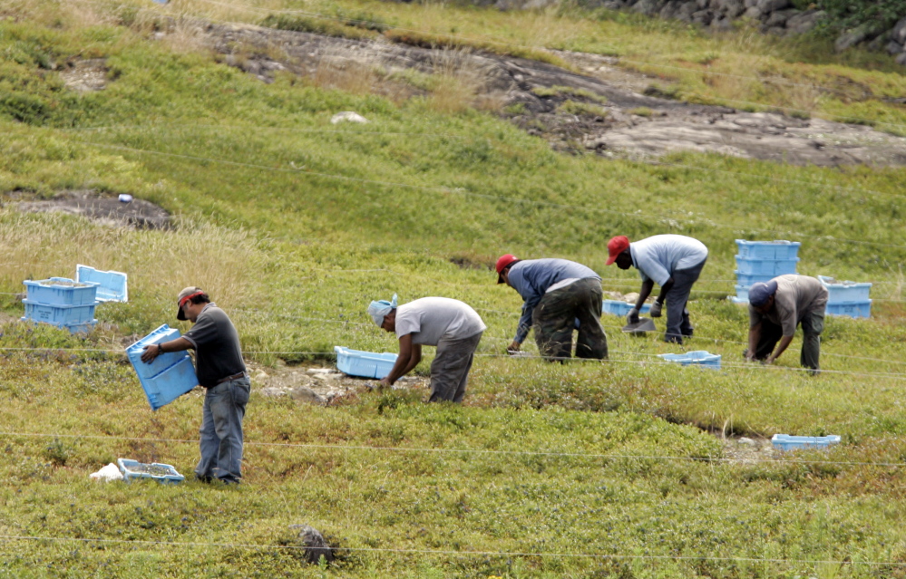 Workers rake blueberries in a field during the 2007 harvest in the town of Union, in Knox County. A lawsuit claims that during the 2008 harvest, 18 workers were put in crowded, substandard housing that lacked beds, forcing some to sleep on the floor or in vehicles.