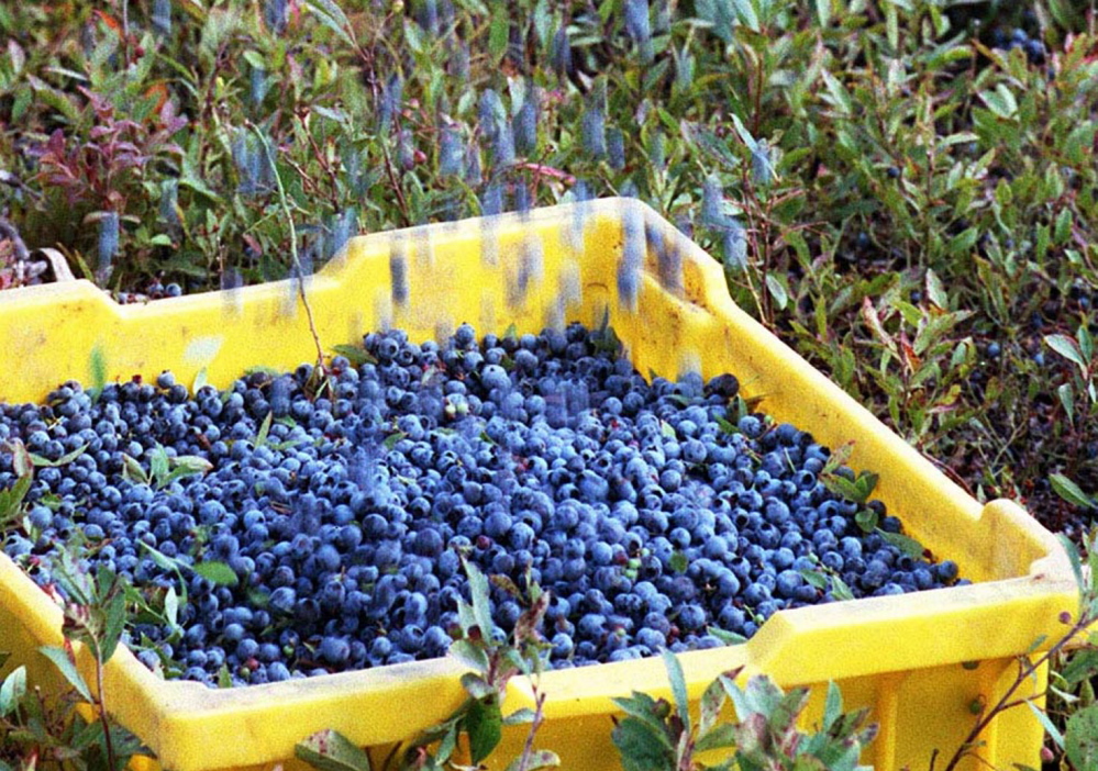 Blueberries are poured into a basket during a blueberry harvest in Washington County. A lawsuit claims that during the 2008 harvest, 18 workers were housed in pest- and insect- infested apartments and crowded into housing that forced them to sleep on the floor, or in their vehicles.