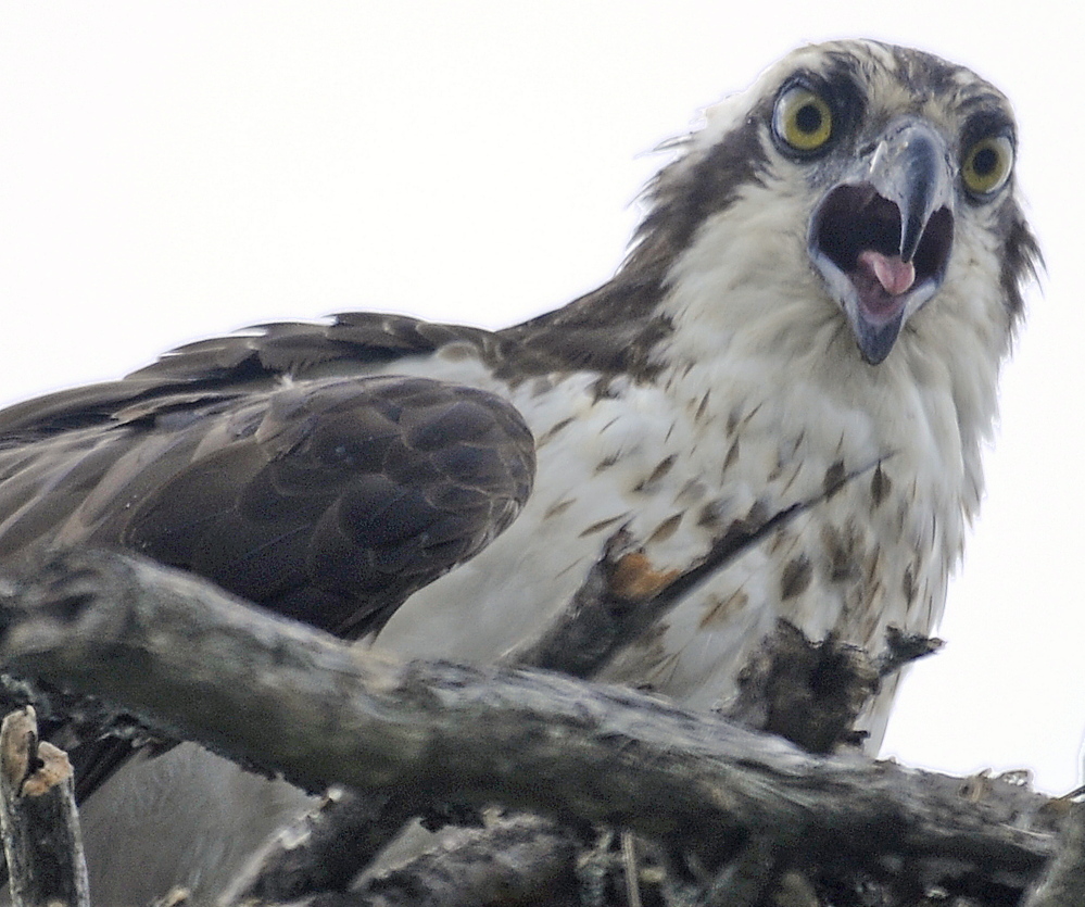 An osprey chick calls for food Tuesday in a nest along Cobbossee Stream in Gardiner, where a walking trail through the community is proposed. The city of Gardiner is hosting four public meetings starting Thursday on the future of the corridor and on a proposed trail along the stream designed by the Maine Department of Transportation.