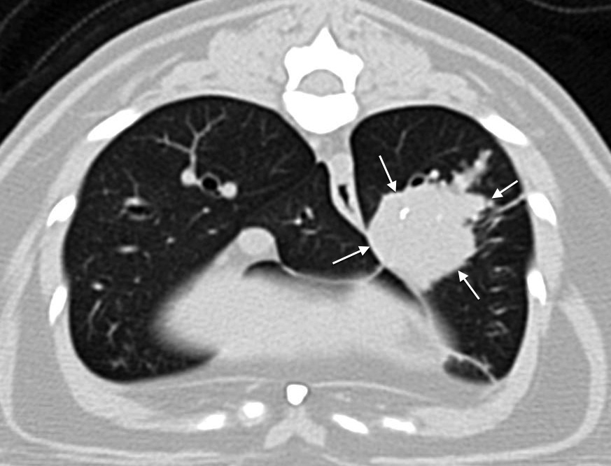 This Axial CT scan image provided by Cummings School of Veterinary Medicine shows cancer tissue in a cat, indicated by white arrows.