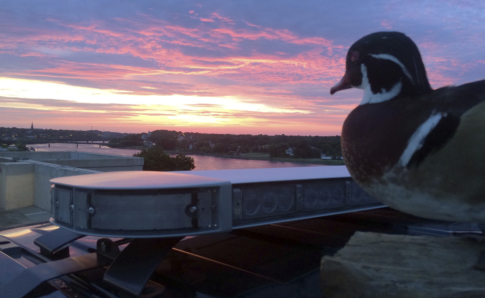 The stuffed “Duck of Justice” greets the sunrise from atop a Bangor police cruiser. The department’s Facebook page has received fans from as far away as Brazil and Iran since the duck began appearing in photos.