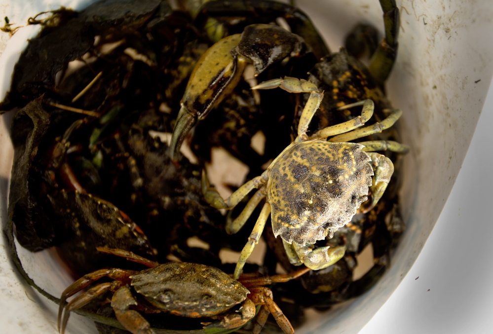 Green crabs sit in a bucket after being hauled in the Harraseeket River in Freeport by Chad Coffin, 42, of Freeport, a local clammer, with the help of Sara Randall of the Downeast Institute, aboard the R/V Green Crab 1 Thursday. They were catching the crabs as part of the Freeport Clam Experiment, which is under the guidance of Brian Beal of the University of Maine at Machias.