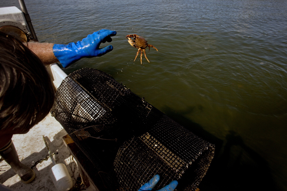 Chad Coffin, 42, of Freeport, a local clammer, throws back a common crab in his pursuit to catch and document the invasive European Green Crab along the Harraseeket River in Freeport Thursday.