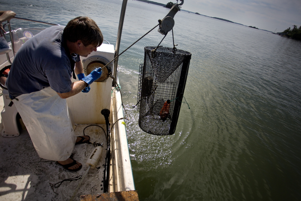 Chad Coffin, 42, of Freeport, a local clammer hauls a research trap on the Harraseeket River in Freeport Thursday, in hopes of catching and documenting the green crab population. Coffin is working with Sara Randall of the Downeast Institute as part of the Freeport Clam Experiment, which is under the guidance of Brian Beal of the University of Maine at Machias.)
