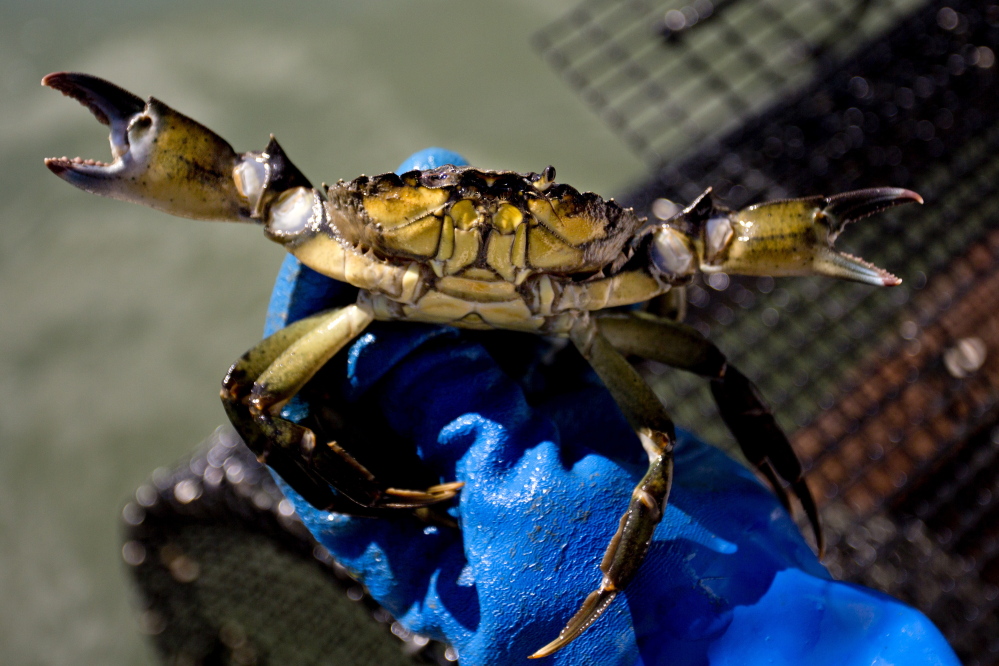 A green crab is held by clammer Chad Coffin, 42, of Freeport, as he scours the Harraseeket River in search of the invasive species, Thursday.