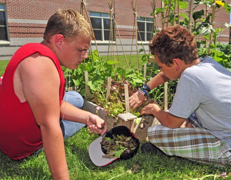 Tyler Hyde, left, and Ethan Overlock pick lettuce Friday with other members of the Augusta Boys and Girls Club at Cony High School.