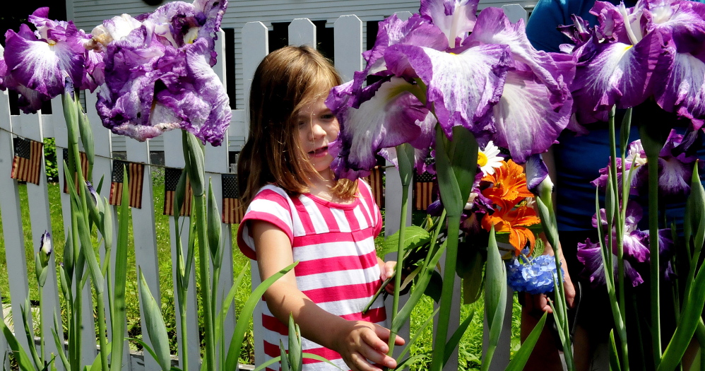 BELGRADE,ME.-July 8: Adelle MacLeay picks flowers in a colorful  garden on Main Street in Belgrade on Tuesday, July 8, 2014. (Photo by David Leaming/Staff Photographer)