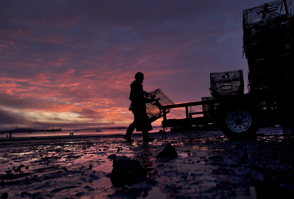 A lobsterman loads traps onto a trailer at sunrise in Falmouth. State lobster biologist Carl Wilson said the state’s 2014 lobster season is off to a slow start, due to the cold winter and spring that likely held back molting.