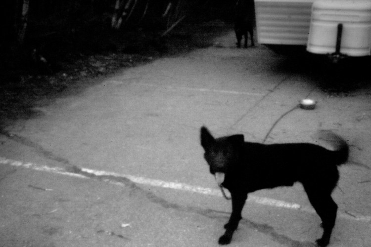 A dog chained to a trailer on Passamaquoddy tribal land, as seen in this pinhole image.