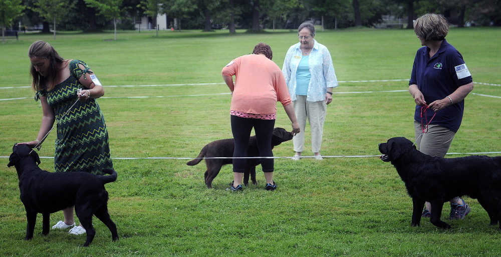 Handlers show Labrador retrievers Sunday during the UKC Acadia Belgian Shepherd Dog Club dog show at Capitol Park in Augusta.