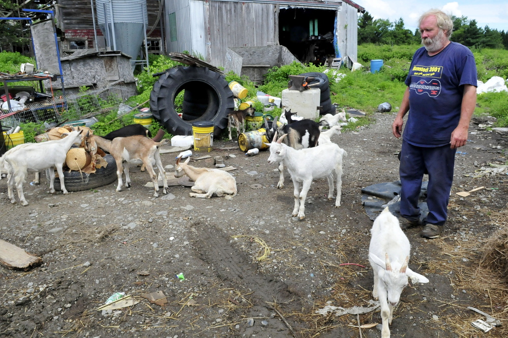 Farmer Mark Gould and his goats congregate in the yard of his farm in Sidney on Thursday. The goats wandered off the property Wednesday night after two other excursions. Gould will be charged with animal trespassing, the local animal control officer said.