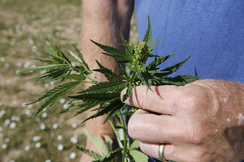 Jim Denny inspects the growth of a hemp plant on his property in Brighton, Colo. Denny’s hemp plot ran afoul of his homeowners’ association, which ruled it unacceptable.