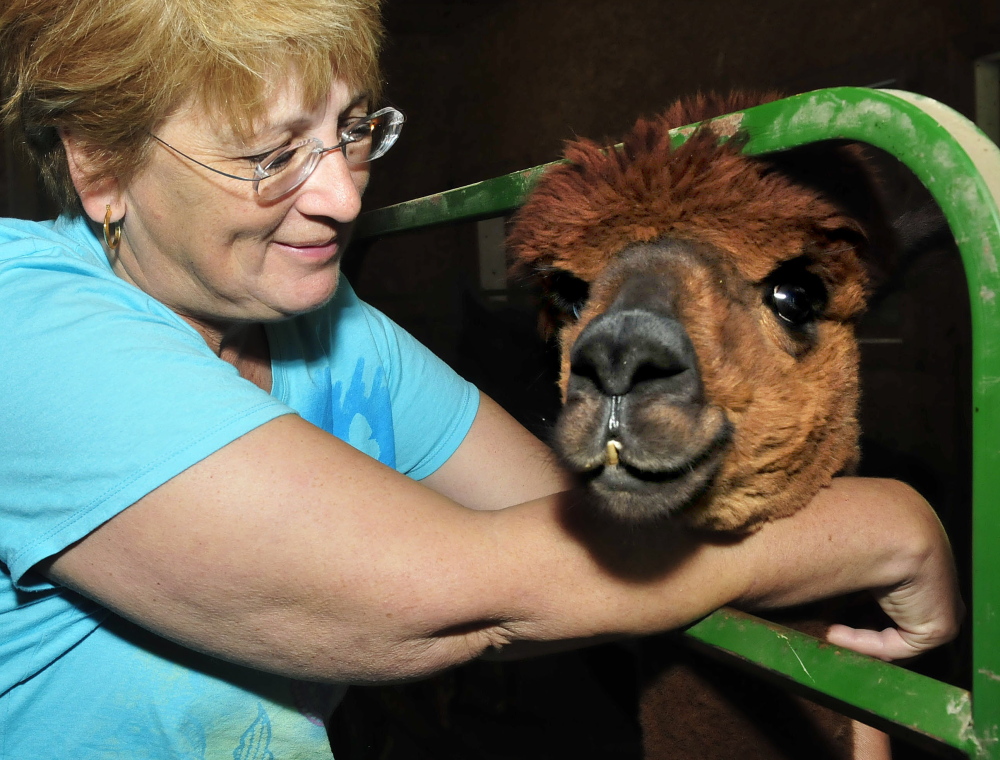 Brenda Pinkham gently pets one of the alpacas at Misty Acres Alpaca Farm in Sidney during a visit on Open Farm Day Sunday, July 27, 2014.