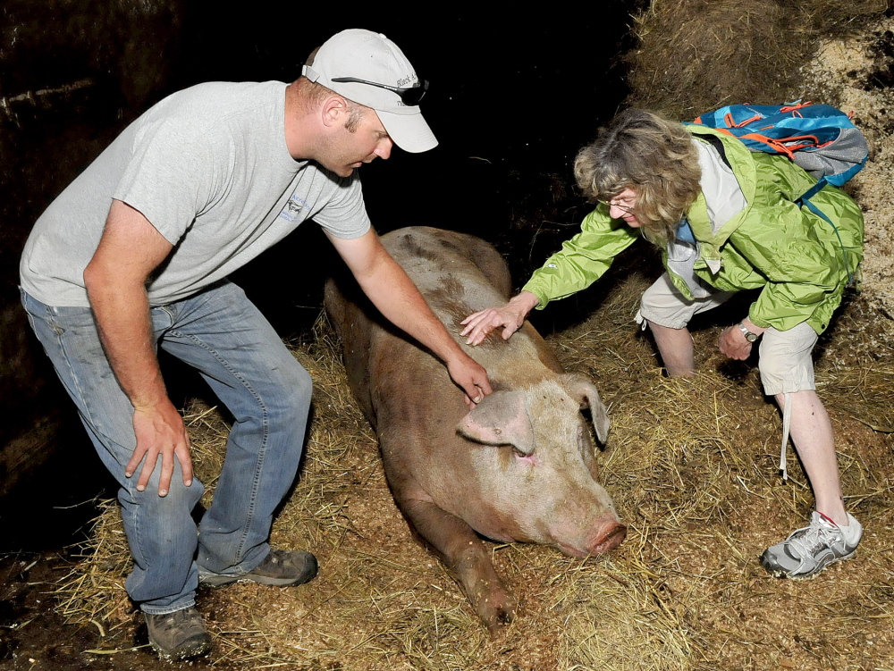 Black Acres farm owner James Black shows off his melancholy boar pig named “Does It” to Marilyn Lavin during a visit to the Wilton farm for Open Farm Day on Sunday, July 27, 2014.