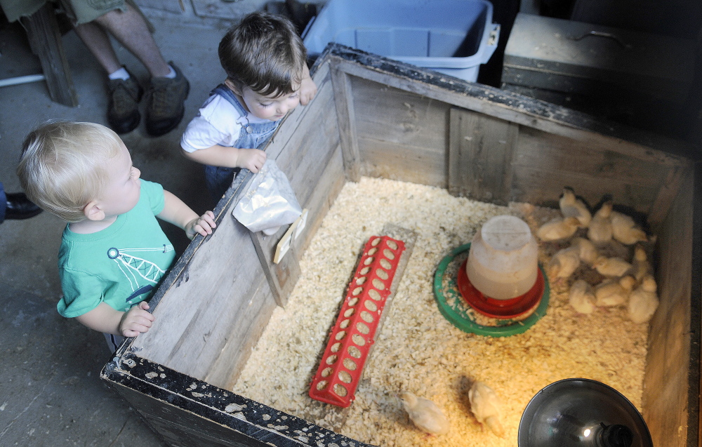 Fintan LaPointe, left, and Dorian Pillsbury survey turkey chicks Sunday, July 27, 2014, at Butting Heads Farm in Gardiner during Open Farm Day. The one-year-olds checked out the critters, implements and barns at the farm.