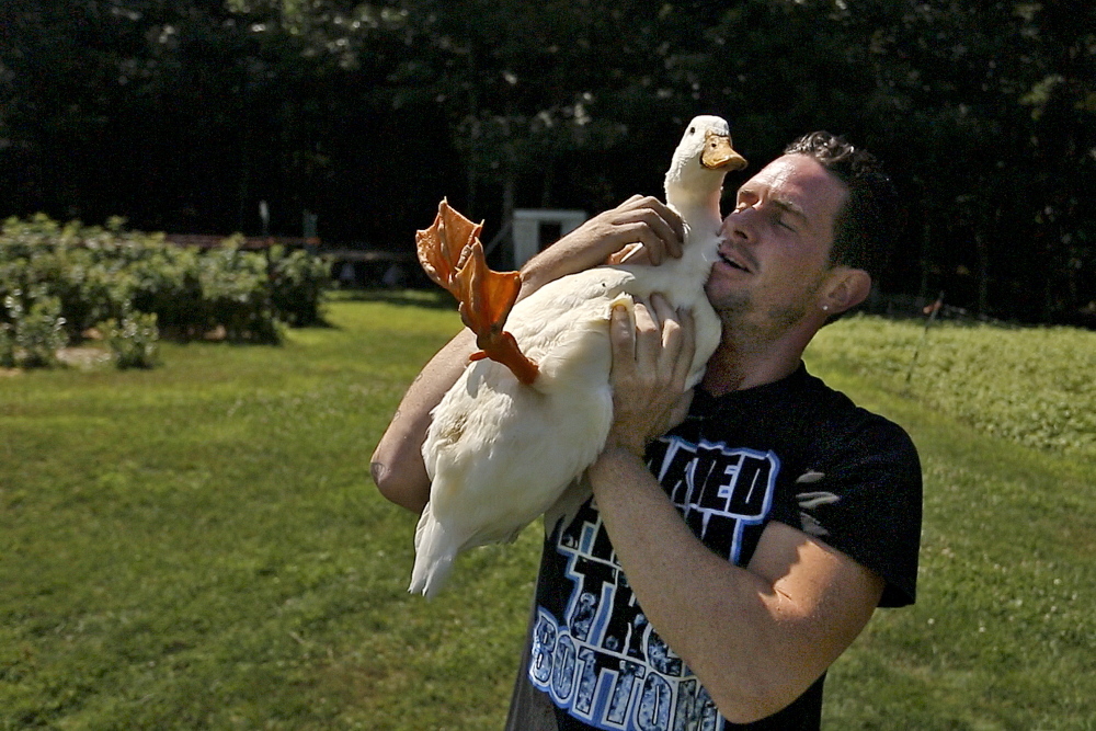 Carl Littlefield holds a duck that his daughter nicknamed “Mr. Quackypants” as he walks the grounds at Angers Farm in West Newfield. Littlefield just graduated from the farm, which is part of the York County Shelter Program, and serves as a place for people in recovery from substance abuse to rebuild their lives.