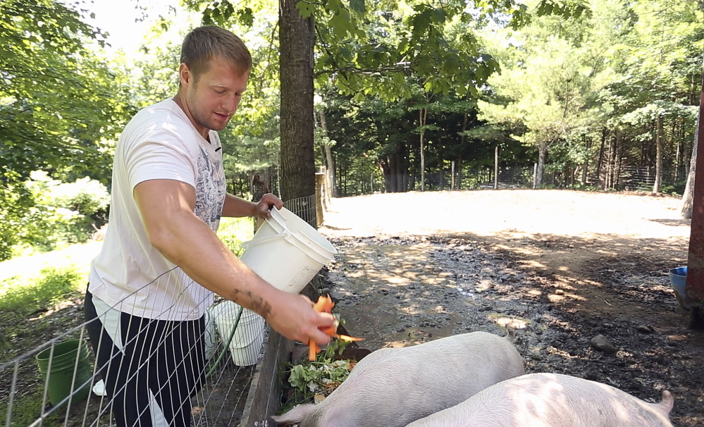 Shane Scott feeds pigs at Angers Farm.