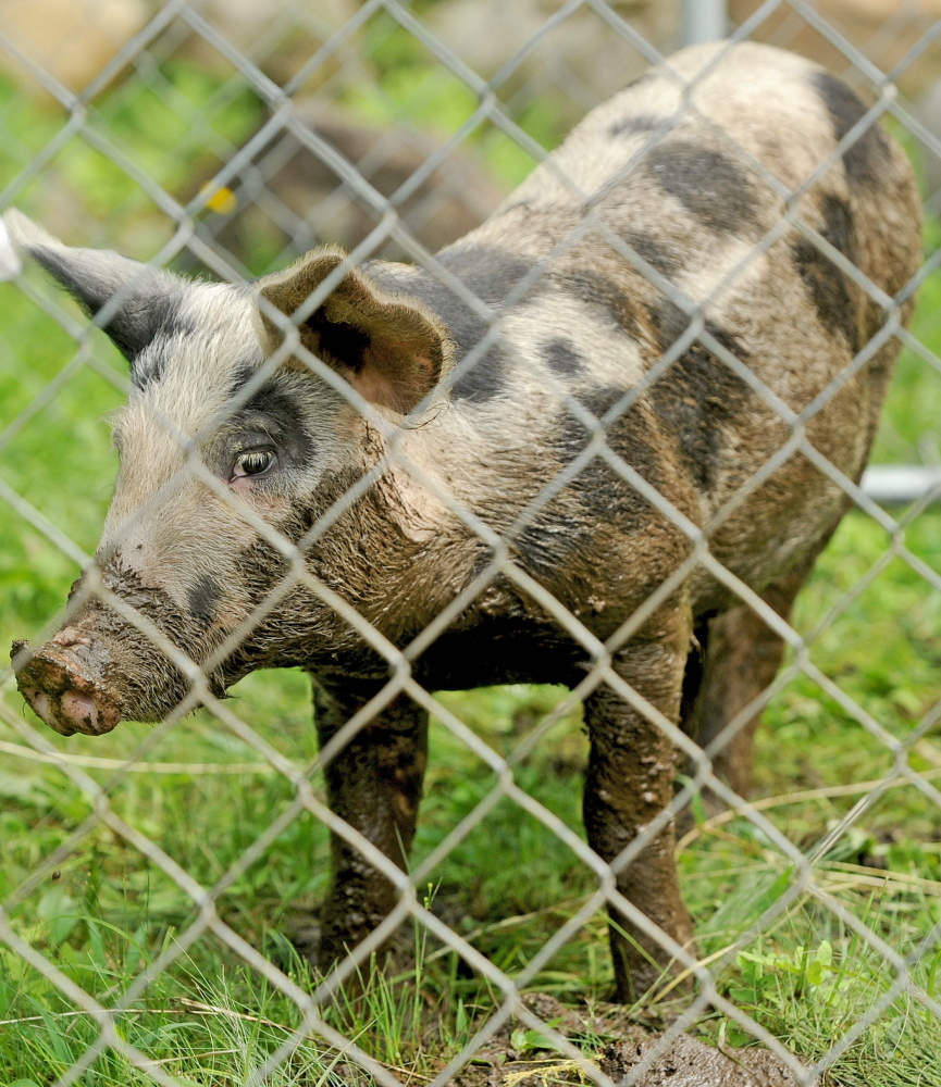 A four-month-old pig adjusts to captivity after eight weeks of roaming the Oakland area. The town animal control officer and an expert from the U.S. Department of Agriculture captured the animal Tuesday by using bait and a trap.