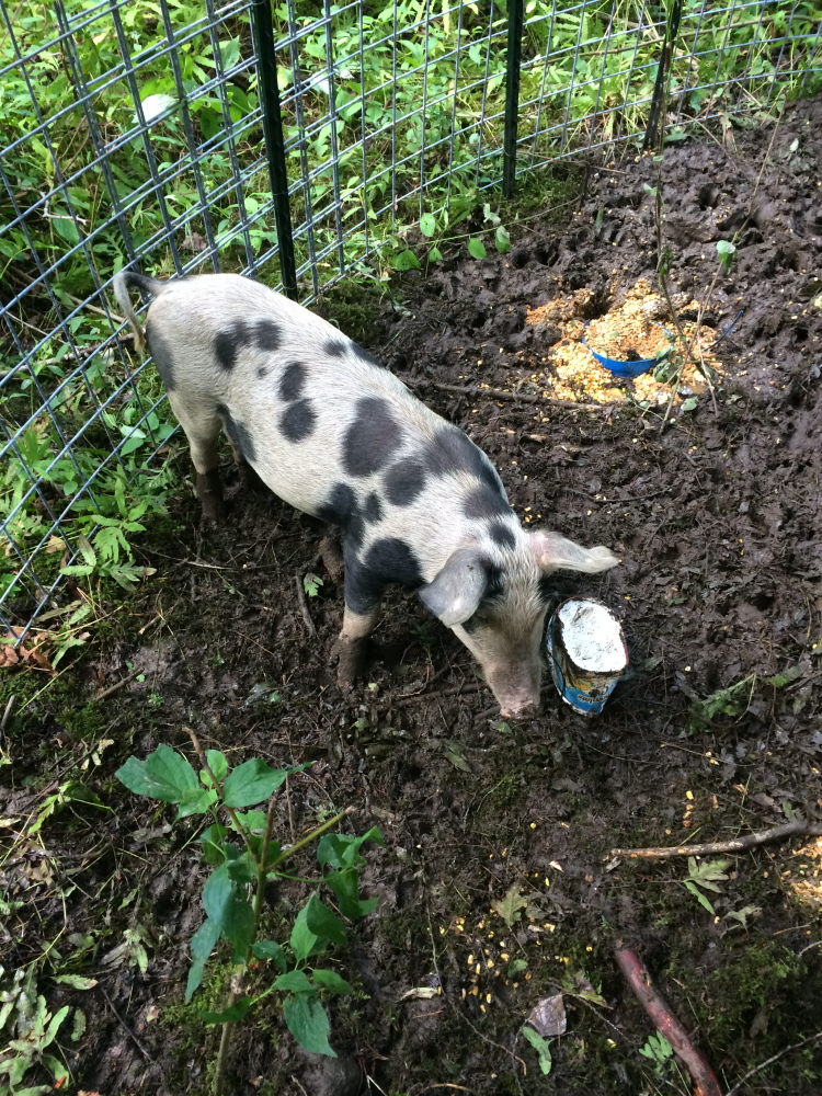A domestic pig that escaped from its pen on an Oakland farm has been captured after several incidents in which it harassed people on a walking trail