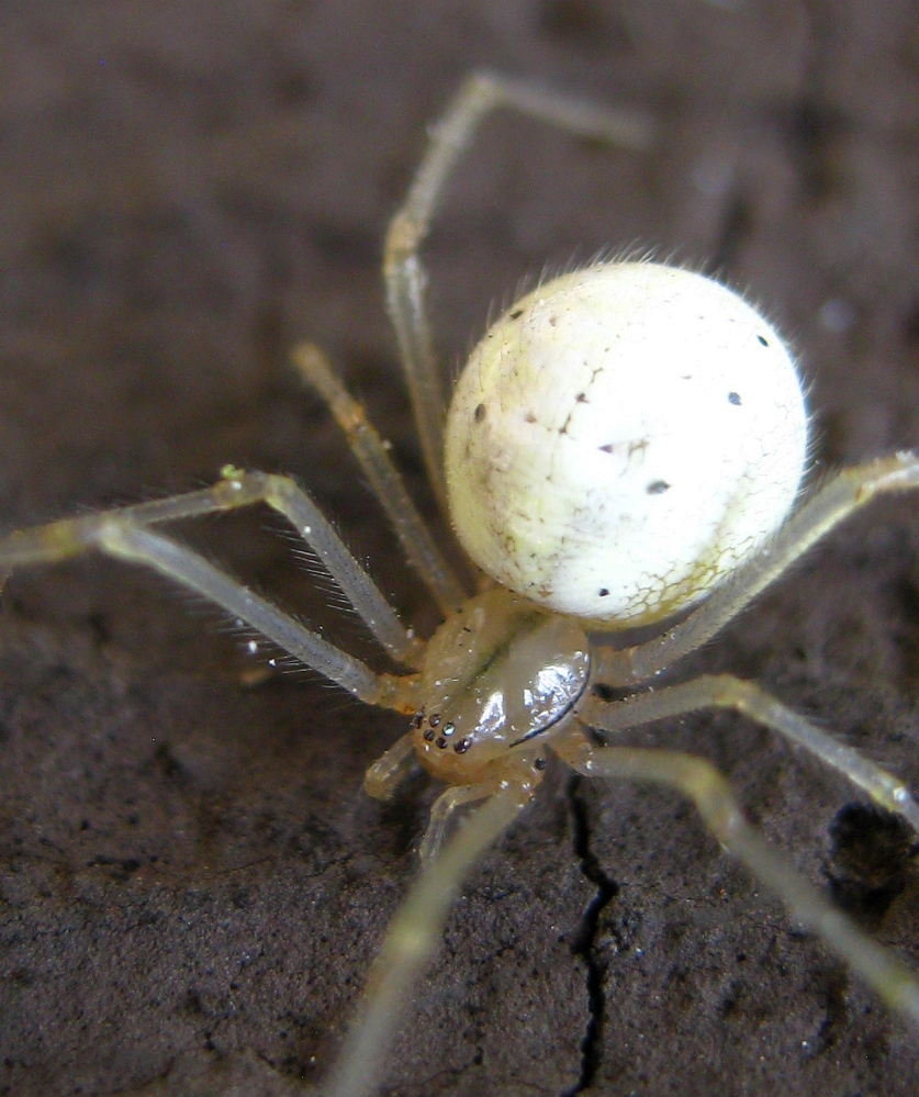 The author, after poring through pictures in books and online, was 90 percent sure this spider rappelling off the house in Troy was an orb weaver, aka Araneus cingulatis (family Araneidae). Wrong. It turned out be a cobweb weaver, Enoplognatha ovata (family Theridiidae), aka a comb-footed spider.