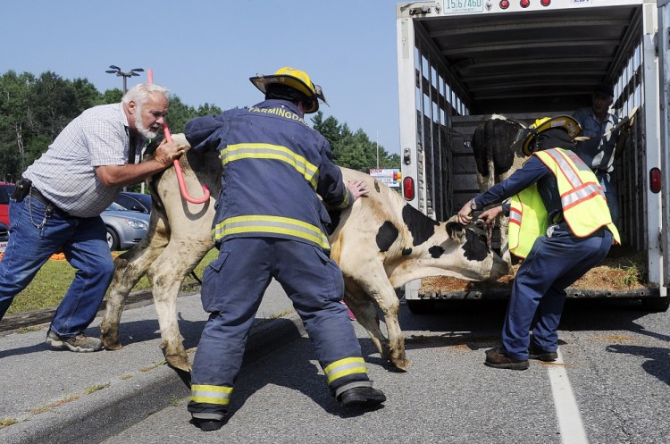 Peter Dube, left, and Farmingdale firefighters Doug Ebert, left, and Leon Crockett corral a cow Tuesday into a trailer on Maine Avenue in Farmingdale.  The critters were transferred to a cattle hauler that Dube loaned Unity farmer Jose Avila after he lost control of the trailer he was using to pull the animals.