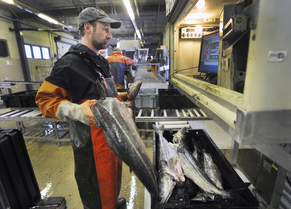Nate Dunford, a fish sorter at the Portland Fish Exchange on Commercial Street, loads totes of cod in March. As of last year, the cumulative loss of Maine’s cod totaled more than $250 million since its peak in 1991, according to Department of Marine Resources records.