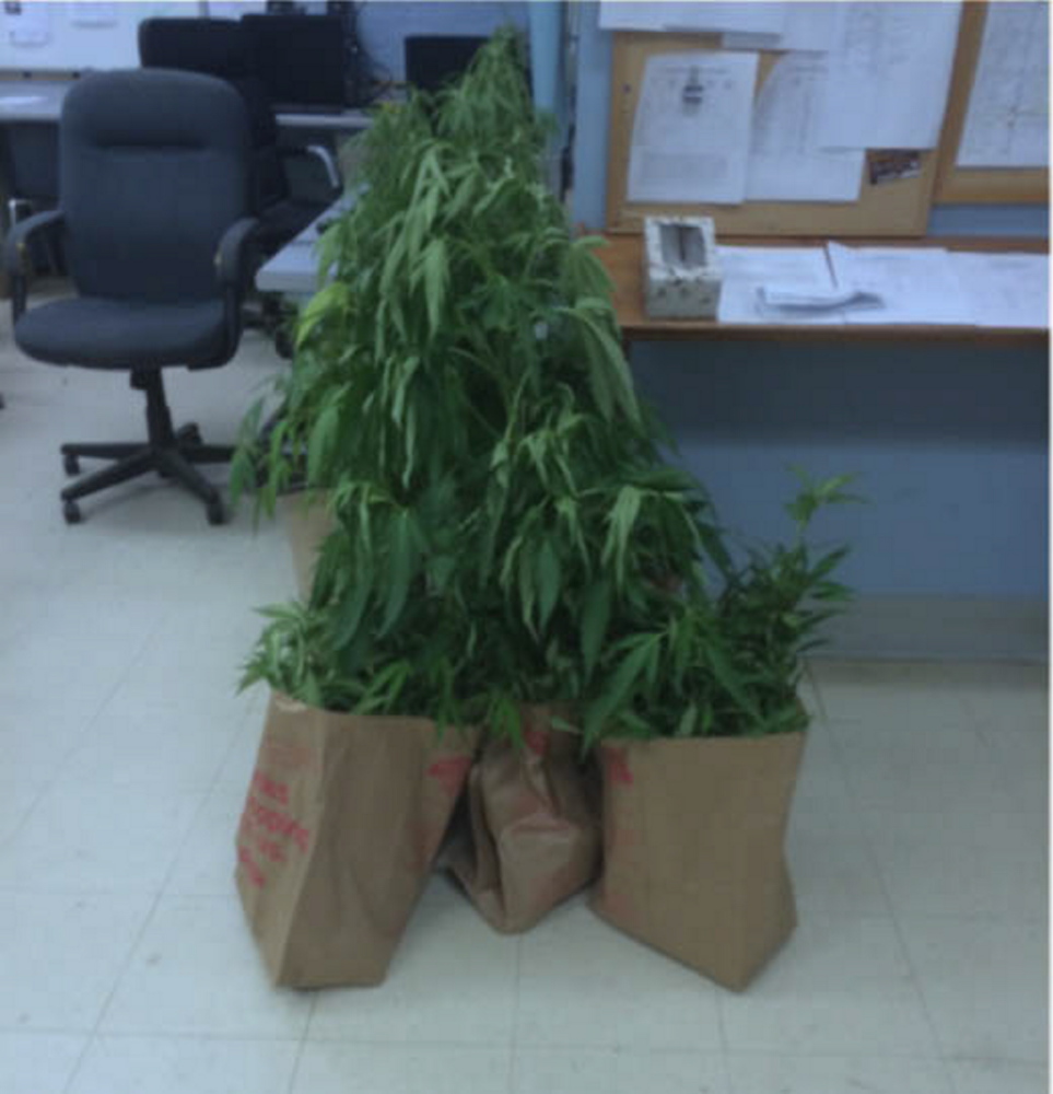Marijuana plants seized from Dustin Beane, who was charged with growing pot, are seen at the Skowhegan Police Department.