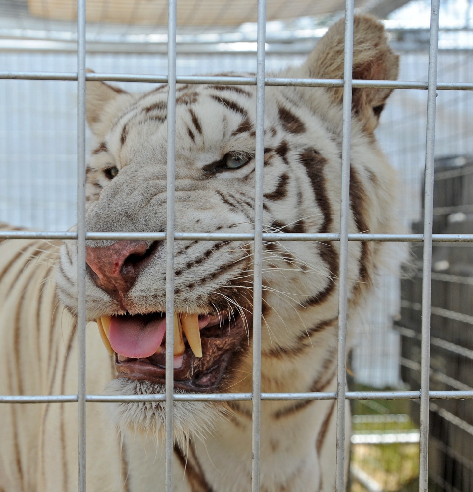 Exotic animals enliven Skowhegan State Fair