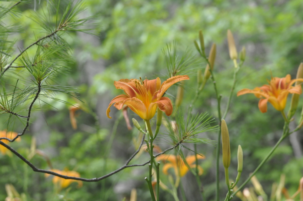 Photo by Zuzu Johnson 
 Tiger Lilies are in bloom in central Maine.