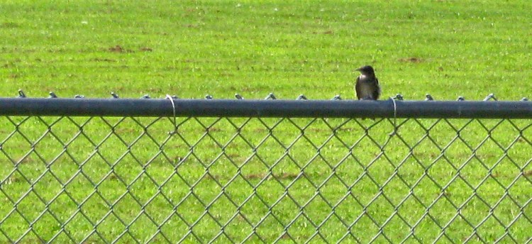 A purple martin alone on the chain link fence at the Unity park in early August 2014.