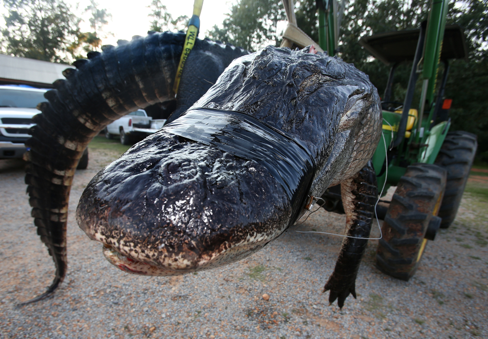 In this Saturday, photo, a large alligator weighing 1011.5 pounds measuring 15-feet long is pictured in Thomaston, Ala. The alligator was caught in the Alabama River near Camden, Ala., by Mandy Stokes and family, according to AL.COM.