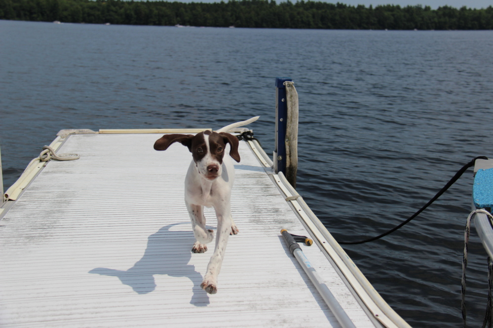 Photo by John Atkinson Gabby, a 10-year-old English Pointer, on a deck on Great Pond in Belgrade.