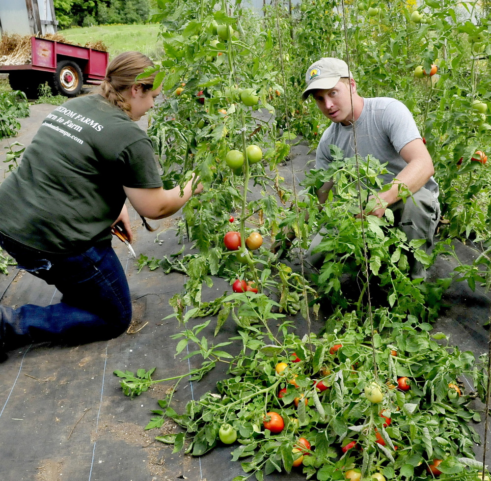Farm intern Sabrina Brisson and owner Andy Marble prune tomatoes in one of the greenhouses at the Marble Family Farm in Farmington on Thursday.