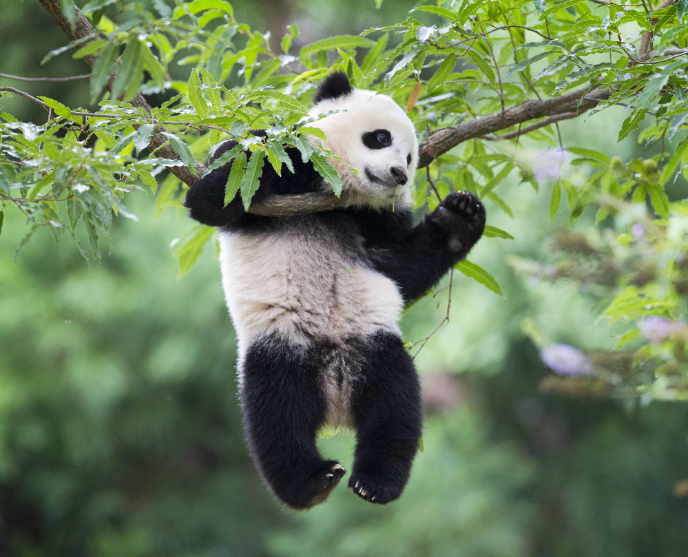 Panda cub Bao Bao hangs from a tree in her habitat at the National Zoo in Washington on her first birthday on Saturday.