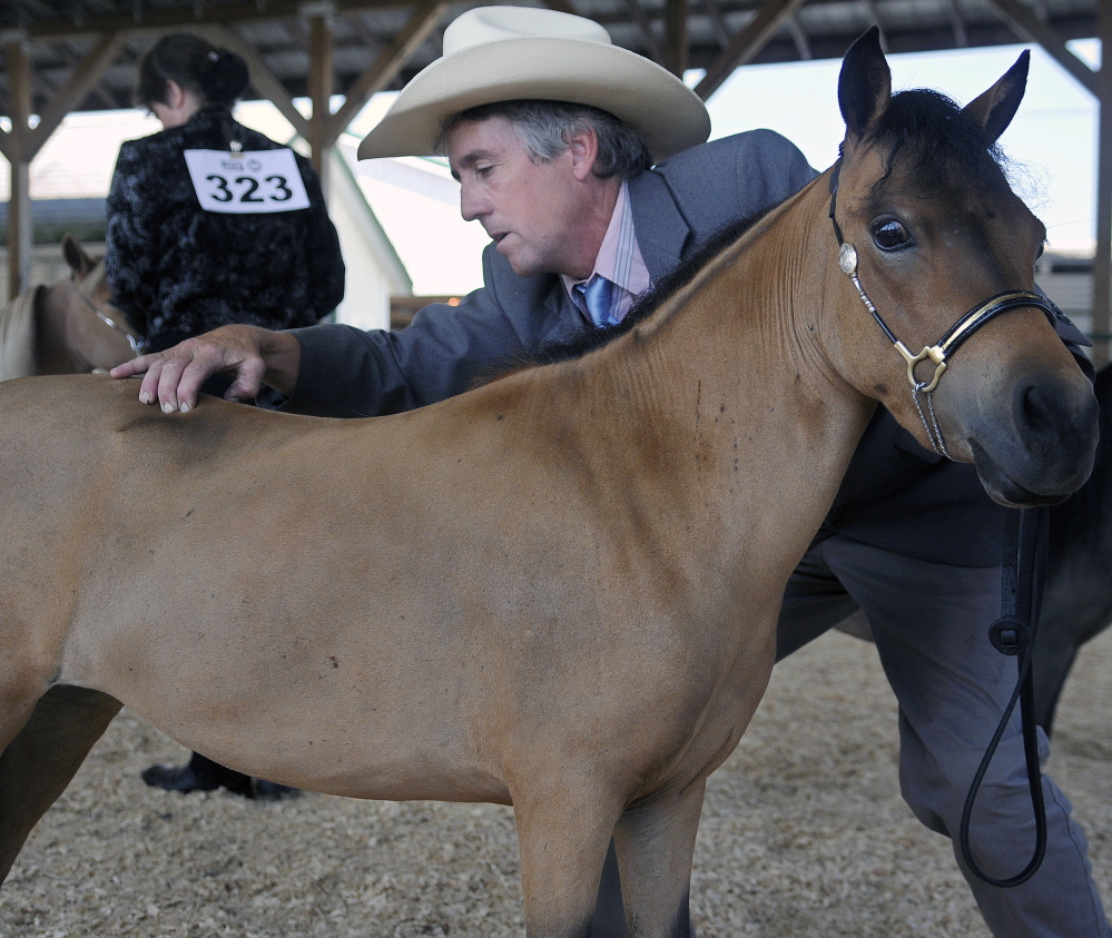Mark Cooper shows a miniature horse at the Windsor Fair on Sunday. Cooper, who operates Cooper’s Royal Heritage Farm in Windham, showed several different horses during a competition on the first day of the annual agricultural exhibition.